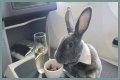 Bunny in a bow tie lives the high life flying business class with owner and being served nuts by stewardesses
